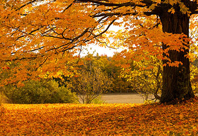 golden fall leaves around base of maple tree
